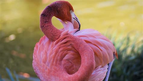 Magic motion flamingi